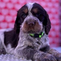 Chester - Tri-Roan male English Springer Spaniel puppy in Crawford, Tennessee from Lilly Lane Spaniels