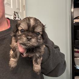 Lolo - Brindle female Shih Tzu puppy in Hickory, North Carolina from PAWSitive Breeders of the Carolinas