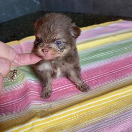 Bon Bon - Chocolate male Pomeranian puppy in Avon Park, Florida from Mariska's Pomeranians
