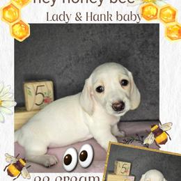 Girl 1 - Cream female Dachshund puppy in Valrico, Florida from Bloomin Doxies