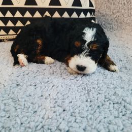 Bernedoodle Puppies from Star of the Sea Doodles