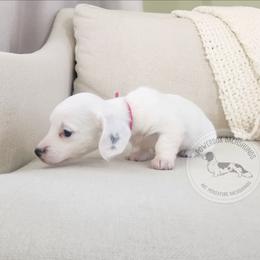 Jewel - Piebald female Dachshund puppy in Dighton, Massachusetts from Powerdox Dachshunds