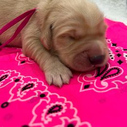 Rose - Golden female Golden Retriever puppy in Pueblo, Colorado from GR8 Goldens