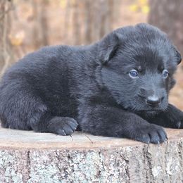 Farrah - Black female German Shepherd puppy in Louisburg, North Carolina from Raven Oak's Shepherds & Dachshunds