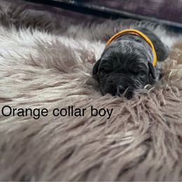 Orange Collar - Gray male Cane Corso puppy in Fritch, Texas from Carrie Brown's Cane Corsos