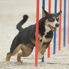 Entlebucher Mountain Dogs from Kim's Entlebucher Mountain Dogs