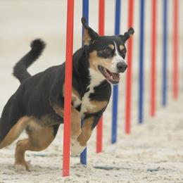 Entlebucher Mountain Dogs from Kim's Entlebucher Mountain Dogs