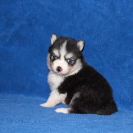 Tigers Eye - Black and white male Pomsky puppy in Clarkston, Utah from Red Rock Ranch Breeders