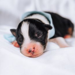 Australian Shepherd Puppies from Salty LeBlanc Aussies