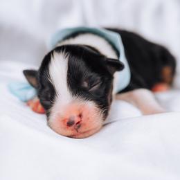 Australian Shepherd Puppies from Salty LeBlanc Aussies