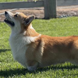 Pembroke Welsh Corgis from Rustic Meadow Pembroke welsh corgis