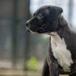 American Staffordshire Terriers from X-Pertise American Staffordshire Terrier