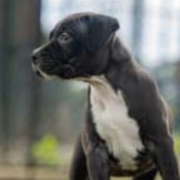 American Staffordshire Terriers from X-Pertise American Staffordshire Terrier
