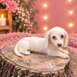 Female 1 - Piebald female Dachshund puppy in Glen St Mary, Florida from Little Pawz, LLC