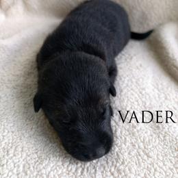 Vader - Bi-color male German Shepherd puppy in Southern Maryland, Maryland from Reddington Shepherds