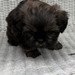 Miss Piggy - Brindle female Cavatzu puppy in Saint Paul, Minnesota from Amy’s Puppy Tzu