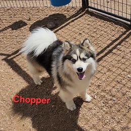 Chopper - Pomsky
