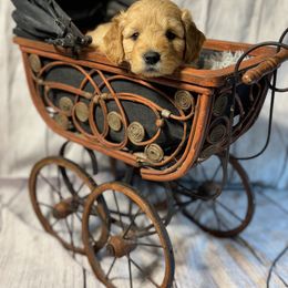 French Bulldog, Goldendoodle, and Golden Retriever Puppies from SoCalFamilyFrenchies, Doodles and more