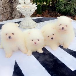Pomeranian puppies from Couture Pomeranians