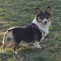 Bulldogs and Pembroke Welsh Corgis from Double T's Bulldogs