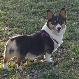 Bulldogs and Pembroke Welsh Corgis from Double T's Bulldogs