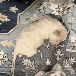 Ruby - White and buff female Bichon Frise puppy in Lavon, Texas from Sissy’s Heavenly Paws