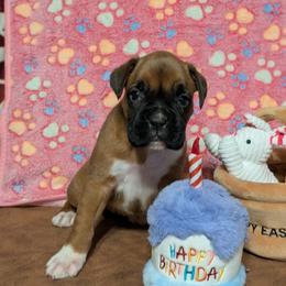 Grace - Fawn female Boxer puppy in Mount Zion, Illinois from Foulk's Boxer Puppies