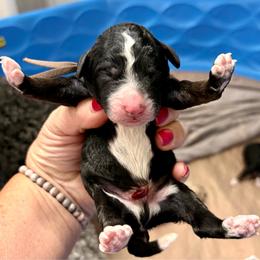 Brown boy - Tri-color male Bernedoodle puppy in Lake, Michigan from 3 King Doodles & Poodles