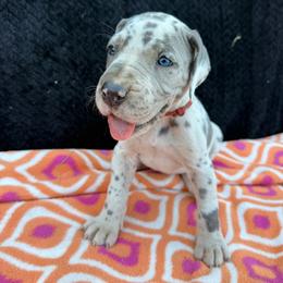 Waverly - Harlequin female Great Dane puppy in Russellville, Arkansas from River Valley Great Danes & Miniature Schnauzers