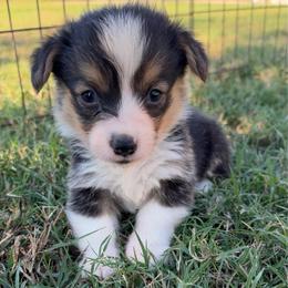 Dolly - Black and tan female Pembroke Welsh Corgi puppy in Beggs, Oklahoma from Blue Diamond Corgi’s