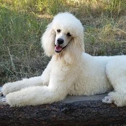 Poodles from Nothing better than Standard poodles