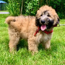 Soft Coated Wheaten Terrier Puppies from Wildfire Ridge Inc