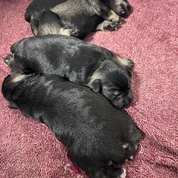 Girl 3 - Salt and pepper female Miniature Schnauzer puppy in Springfield, Tennessee from My Lovable Schnauzers
