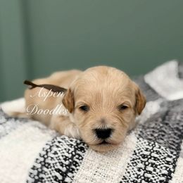 Brown collar MAX - Apricot male Goldendoodle puppy in Salem, Utah from Aspen Doodles