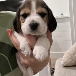 Boy 1 Orange - Beagle puppy from Banashko's Beagles