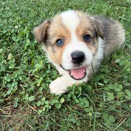 Sorrel - Red male American Corgi puppy in Scottown, Ohio from Wyndy Ridge Corgis