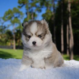 Luca - Silver male Pomsky puppy in Loxahatchee, Florida from Cardinal Point Pomskies
