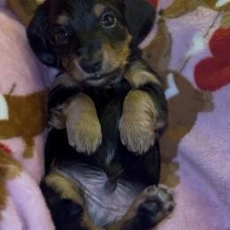 Black And Tan Male - Black and tan male Dachshund puppy in Blackstone, Virginia from Cheyenne's Dachshunds