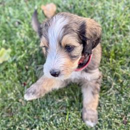 Wolfie - Tri-color male Bernedoodle puppy in Springville, Utah from Oodles of Bernedoodles