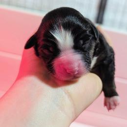 Rain - Black tri female Miniature Australian Shepherd puppy in Harrisonville, Missouri from Trailside Mini Aussies