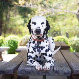 Arson - Dalmatian