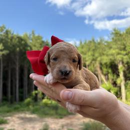 Wendy - Parti female Goldendoodle puppy in Pittsburg, Texas from Peachy Pine Goldendoodles