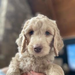 Luna - Apricot female Goldendoodle puppy in Sedona, Arizona from Fire Sky Kennels