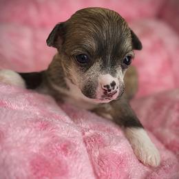Goldie- Hairy Hairless Girl 1 - Slate female Chinese Crested puppy in Tomball, Texas from Gracieux Chinese Cresteds