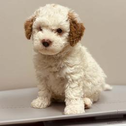 Bernedoodle, Goldendoodle, and Poodle Puppies from 4goldendoodles