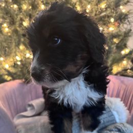 Pink - Tri-color female Bernedoodle puppy in Toledo, Ohio from Avery Doodle Day LLC