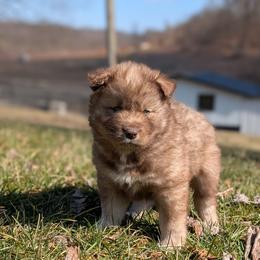 Kat - Red and white female Siberian Husky puppy in Coshocton, Ohio from Wyant Farms