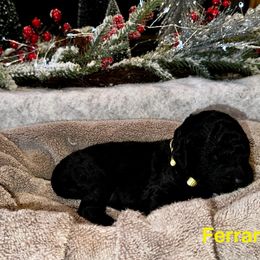Ferrari - Black male Goldendoodle puppy in Sanderson, Florida from Serenity Goldendoodles