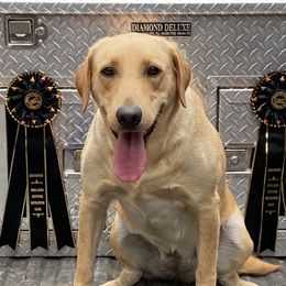 Roxie - Labrador Retriever