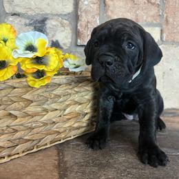 Teal collar - Chestnut brindle female Cane Corso puppy in Tucson, Arizona from Cane Corso Friends